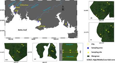 Tidal variation shaped microplastic enrichment patterns in mangrove blue carbon ecosystem of northern Beibu Gulf, China